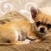 チワワの性格は？飼うときの注意点やしつけのコツ、日常のケアを徹底解説
