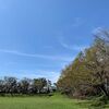 佐倉城址公園　9月終わり　桜の倒木