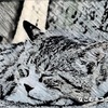 ねこ #48