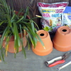 なまけものと鉢ものの植え替え
