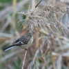 公園の野鳥達（３月１７日）