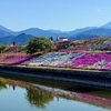 禎瑞の芝桜。