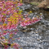 町田桜まつり(桜が咲いてるとは言ってない)。