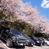 No.358【静岡県】桜の季節がやってきた！！「船越堤公園」で富士山と共に花見を楽しめ！