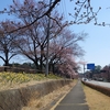 桜咲くころのサイクリング