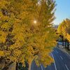 「山下公園通り」イチョウ並木の紅葉散歩