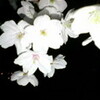 夜桜,