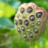 「尾花」の穂が秋風に揺れて…。
