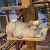 山猫🐾の猫俳句五句