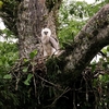 オウギワシ(Harpy Eagle)