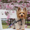 ワンコ🐾と行く桜の穴場スポット🌸山田の里公園🌸