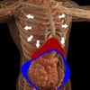 管楽器呼吸法のロジック「腹式呼吸とは？」