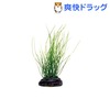 アクアティックプランツ M-4(1コ入)【アクアティックプランツ】[熱帯魚 アクアリウム 水草]