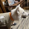コミカルなハプニング