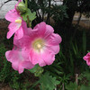 (210) Althaea rosea