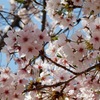 ～≪千里の桜≫～