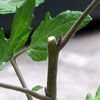 トマト 苗が折れたら？