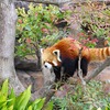 孫と一緒に王子動物園へ