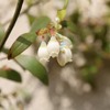 ビルベリーの花