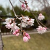 【👦🏻】桜より気になるもの