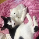 保護した猫達とのんびり生活日記
