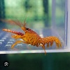 エビの王様！