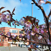 本学の前の桜が開花しました