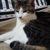 たまちゃんがいっぱい15　アムリタラボラトリー