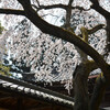 洛西十輪寺の桜を訪ねてその６