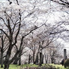 【磯部桜川公園】「西の吉野」とならぶ古くからの桜の名勝地「東の桜川」
