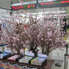 新宿駅の桃の花