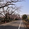 🌸谷中霊園の桜並木