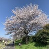春二番　浅川の桜並木