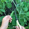 *.〜菜園通信2018〜.*  僅かばかりの初収穫！