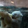 サツキさんは　冬の北海道でも水の中が大好きですね