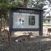 【超国宝】観音菩薩立像（百済観音）　法隆寺