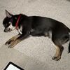 子犬ちゃんの去勢手術〈当日〉のこと
