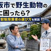 大阪府東大阪市で野生動物の駆除に困ったら？相談先と害獣駆除業者の選び方を解説