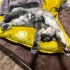 ねこ効果