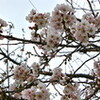 「弥生・三月」、ソメイヨシノも咲き始めました。