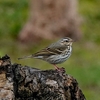 日本　2024年3月19日の野鳥たち