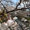 岩倉桜まつり