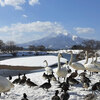 今冬は白鳥の数がとても少ないです(青森県藤崎町白鳥ふれあい広場)