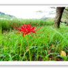袖ヶ浦公園のヒガンバナ と ニラの花