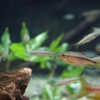 カワムツ Candidia temminckii