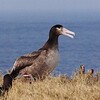 ヒナのときに鳥島から聟島に移送したアホウドリが３年ぶりに聟島に帰る！