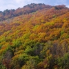 信州の紅葉　振り返り