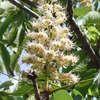 初夏の樹木の花