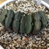 玉扇から花穂が出てきました