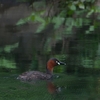 水辺の風景　2023年6月18日　Little Grebe in Blue-Green